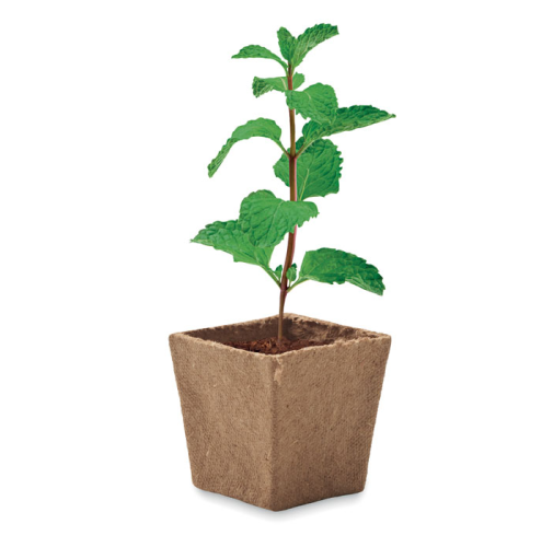 beig MINT KIT MO2410