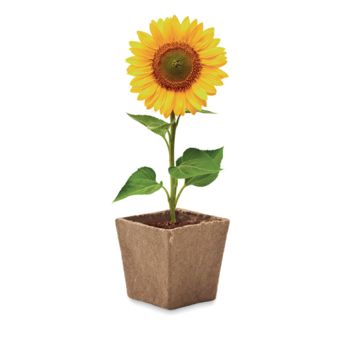 beig SUNFLOWER KIT MO2411