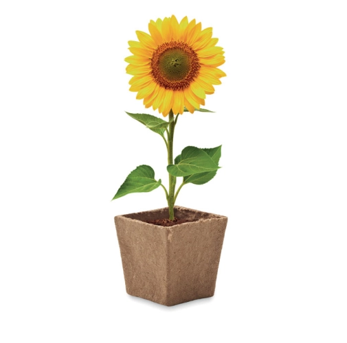 SUNFLOWER KIT MO2411