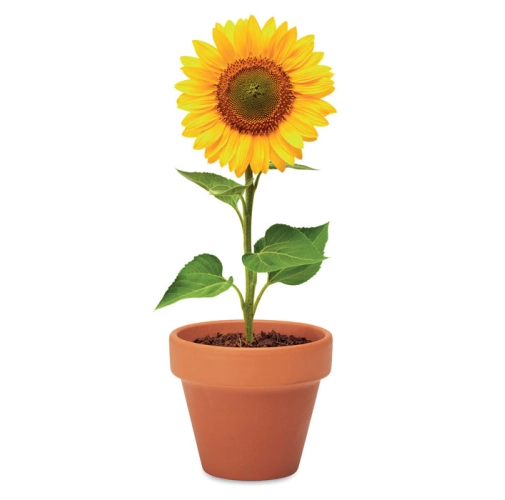 madera SUNFLOWER MO6147