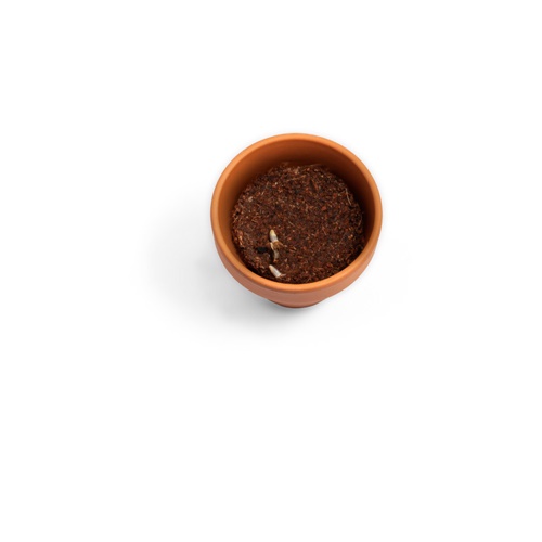 natural ANETHUM. Tiesto de barro con semillas de eneldo